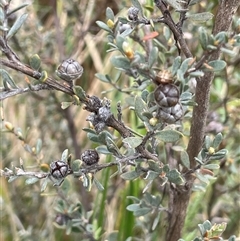 Leptospermum myrtifolium at Rendezvous Creek, ACT - 27 Nov 2024