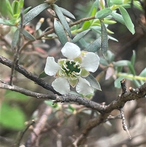 Leptospermum lanigerum at Rendezvous Creek, ACT - 23 Nov 2024