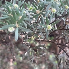 Leptospermum lanigerum at Rendezvous Creek, ACT - 23 Nov 2024