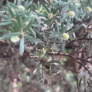 Leptospermum lanigerum at Rendezvous Creek, ACT - 23 Nov 2024