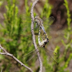 Orthetrum caledonicum (Blue Skimmer) at Gundaroo, NSW - 1 Dec 2024 by ConBoekel