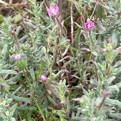 Epilobium billardiereanum subsp. cinereum (Hairy Willow Herb) at Rendezvous Creek, ACT - 23 Nov 2024 by JaneR