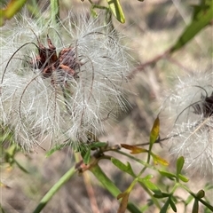 Clematis leptophylla (Small-leaf Clematis, Old Man's Beard) at Macgregor, ACT - 6 Dec 2024 by Jennybach