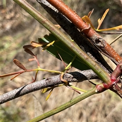 Clematis leptophylla at Macgregor, ACT - 6 Dec 2024