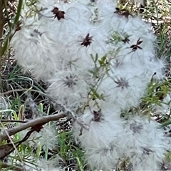 Clematis leptophylla at Macgregor, ACT - 6 Dec 2024