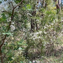 Clematis leptophylla at Macgregor, ACT - 6 Dec 2024