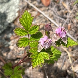 Rubus parvifolius (Native Raspberry) at Rendezvous Creek, ACT by JaneR