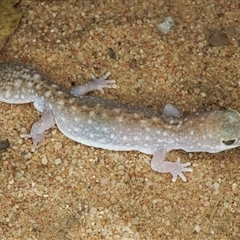 Diplodactylus platyurus (Eastern Fat-tailed Gecko) at Torrens Creek, QLD - 7 Oct 2022 by MichaelBedingfield