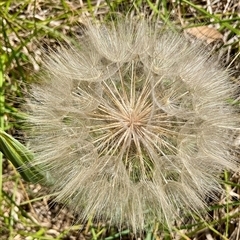 Tragopogon sp. (A Goatsbeard) at Latham, ACT - 5 Dec 2024 by Jennybach