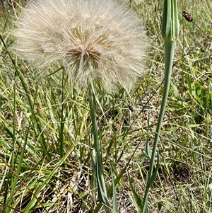 Tragopogon sp. at Latham, ACT - 6 Dec 2024 10:57 AM