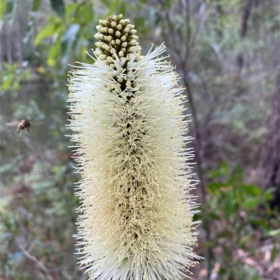 Unidentified Other Wildflower or Herb at Bonny Hills, NSW - 11 Nov 2024 by pls047