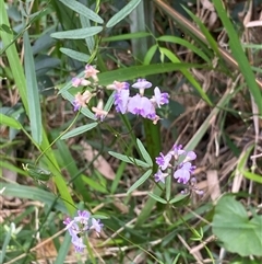 Glycine clandestina at Bonny Hills, NSW - 10 Nov 2024 by pls047