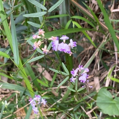 Glycine clandestina at Bonny Hills, NSW - 10 Nov 2024 by pls047