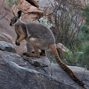 Petrogale xanthopus (Yellow-footed Rock-Wallaby) at Flinders Ranges, SA by MichaelBedingfield