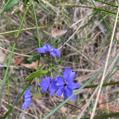 Unidentified Other Wildflower or Herb at Bonny Hills, NSW - 22 Oct 2024 by pls047