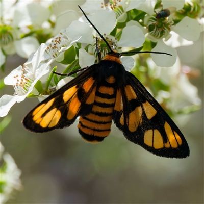 Amata nr aperta (Pale Spotted Tiger Moth) at Kambah, ACT - 5 Dec 2024 by DPRees125