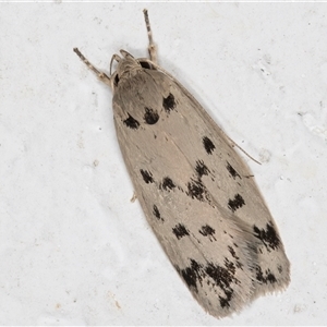 Ericibdela delotis (A Concealer moth) at Melba, ACT by kasiaaus