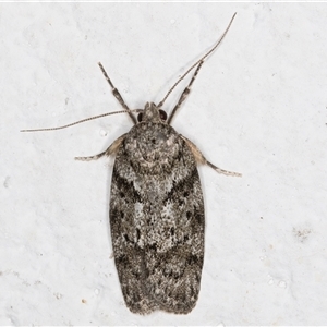 Philobota philostaura (A Concealer moth (Philobota group) at Melba, ACT by kasiaaus