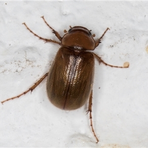 Unidentified Scarab beetle (Scarabaeidae) at Melba, ACT by kasiaaus