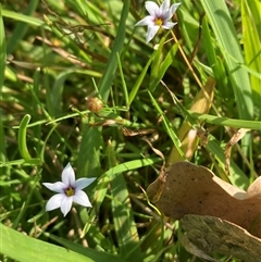 Sisyrinchium rosulatum (Scourweed) at Yarralumla, ACT - 5 Dec 2024 by SilkeSma