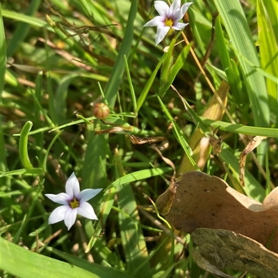 Sisyrinchium rosulatum (Scourweed) at Yarralumla, ACT - 6 Dec 2024 by SilkeSma