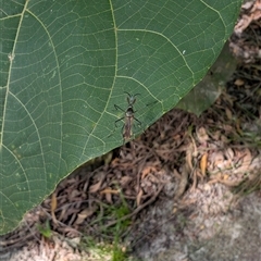 Toxorhynchites speciosis (Giant Mosquito) at Noosa Heads, QLD - 5 Dec 2024 by mroseby