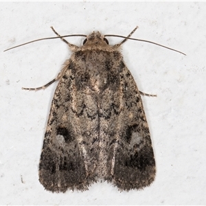 Thoracolopha verecunda (A Noctuid moth (Acronictinae)) at Melba, ACT by kasiaaus