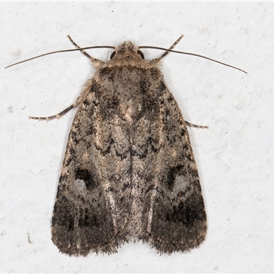 Thoracolopha verecunda (A Noctuid moth (Acronictinae)) at Melba, ACT - 3 Dec 2024 by kasiaaus