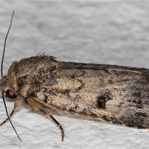 Thoracolopha verecunda at Melba, ACT - 3 Dec 2024