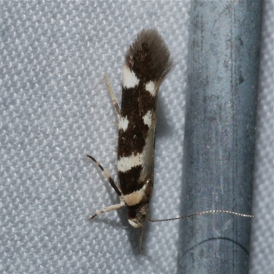 Macrobathra baliomitra (A Gelechioid moth) at Freshwater Creek, VIC - 15 Apr 2020 by WendyEM