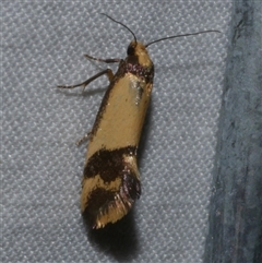 Olbonoma triptycha (Chezela Group) at Freshwater Creek, VIC - 15 Apr 2020 by WendyEM