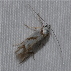 Oxythecta acceptella (Scat Moth) at Freshwater Creek, VIC - 16 Apr 2020 by WendyEM