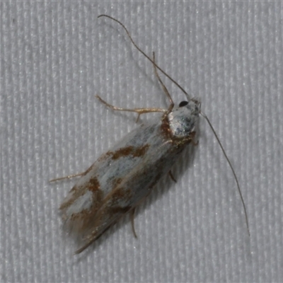 Oxythecta acceptella (Scat Moth) at Freshwater Creek, VIC - 16 Apr 2020 by WendyEM
