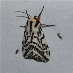 Ardices glatignyi (Black and White Tiger Moth (formerly Spilosoma)) at Freshwater Creek, VIC - 16 Apr 2020 by WendyEM