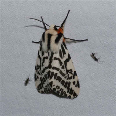 Ardices glatignyi (Black and White Tiger Moth (formerly Spilosoma)) at Freshwater Creek, VIC - 15 Apr 2020 by WendyEM