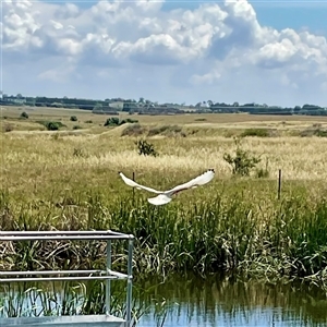 Threskiornis molucca (Australian White Ibis) at Dunlop, ACT by Jennybach