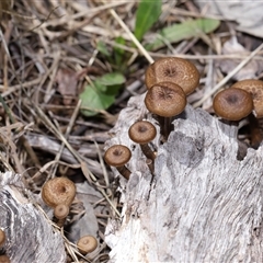 Lentinus arcularius (Fringed Polypore) at Throsby, ACT - 3 Dec 2024 by TimL