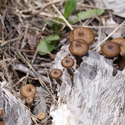 Lentinus arcularius (Fringed Polypore) at Throsby, ACT - 4 Dec 2024 by TimL