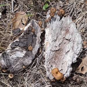 Lentinus arcularius at Throsby, ACT - 4 Dec 2024 10:36 AM