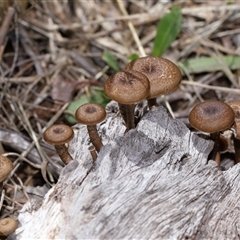 Lentinus arcularius at Throsby, ACT - 4 Dec 2024 10:36 AM