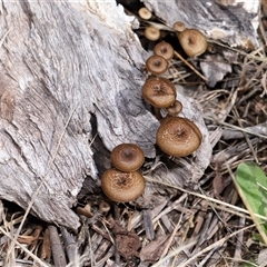 Lentinus arcularius at Throsby, ACT - 4 Dec 2024 10:36 AM