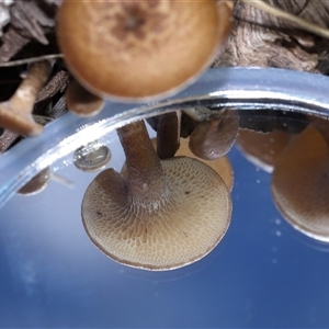 Lentinus arcularius at Throsby, ACT - 4 Dec 2024 10:36 AM