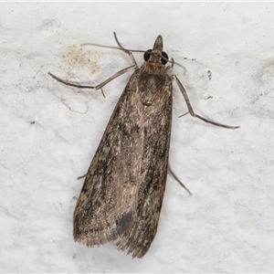 Achyra affinitalis (Cotton Web Spinner) at Melba, ACT by kasiaaus