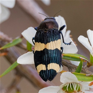 Castiarina vicina at Greenway, ACT - 5 Dec 2024 03:11 PM