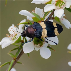 Castiarina vicina at Greenway, ACT - 5 Dec 2024 03:11 PM