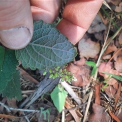 Unidentified Other Wildflower or Herb at Bermagui, NSW - 6 Dec 2024 by TheCrossingLand