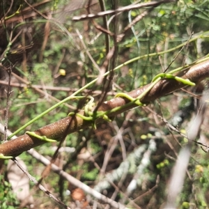 Cassytha sp. (Dodder) at Coolagolite, NSW by TheCrossingLand