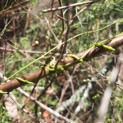 Cassytha sp. (Dodder) at Coolagolite, NSW - 6 Dec 2024 by TheCrossingLand