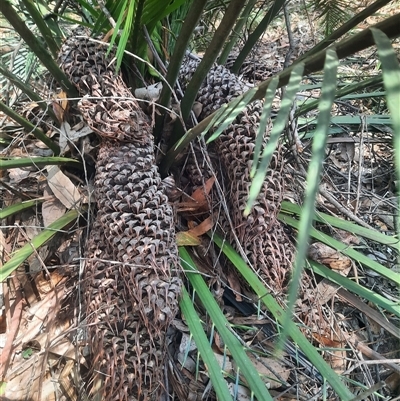 Macrozamia communis (Burrawang) at Coolagolite, NSW - 5 Dec 2024 by TheCrossingLand