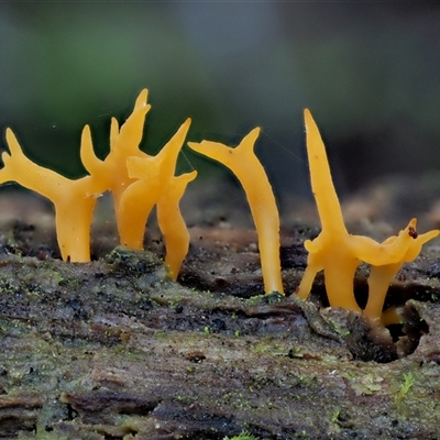 Calocera sp. (A stagshorn fungus) at Uriarra Village, ACT - 15 May 2024 by KenT